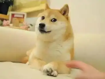  在表情包这场战争中,戏精柴犬完胜二哈