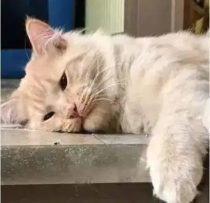  7年一刻看看闪修侠用户的真实反馈很巴适