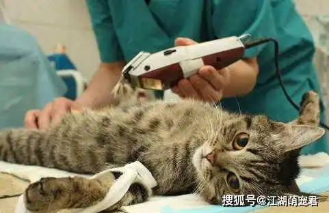 担心表情包猫咪绝育手术