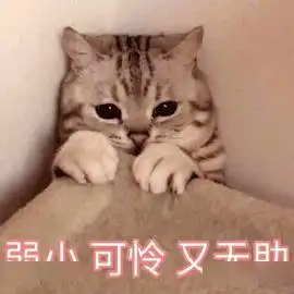  杭州猫咖店主失联数月,喵星人无人照料民警破门而入