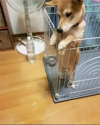 柴犬斜视表情包养狗