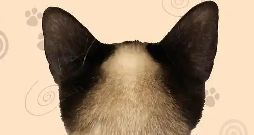  铲屎官们看过来暹罗猫的表情包,可以下载啦快来一起撸猫