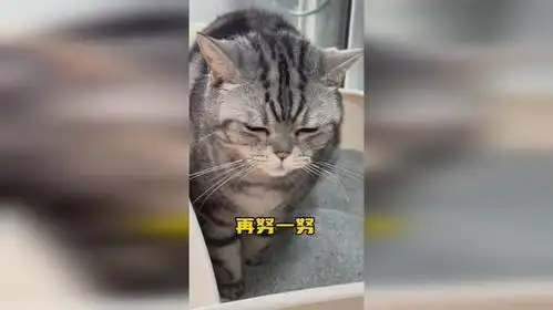 猫拉粑粑的表情真的很可爱,养猫的应该都懂吧