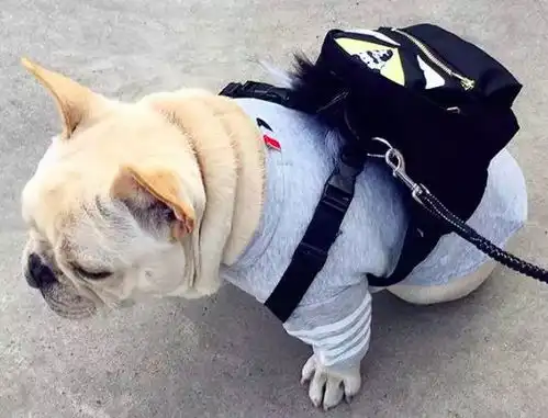  毛孩子朋友圈大曝光