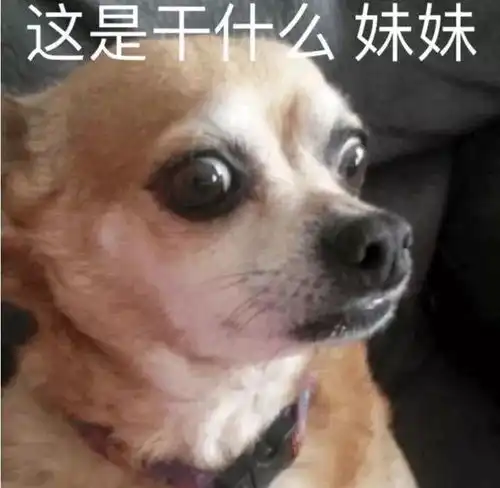  搞笑狗狗表情包第四弹