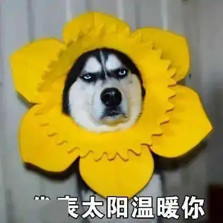  年初五阳光在线午后暖意回归