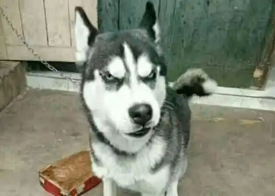  二哈在乡村住了2个月,主人去接狗时笑疯,网民狗子内心想法很足