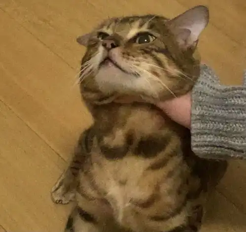  网红机智张逼猫吃饭差点将猫前肢掰骨折,还曾掐猫脖子,为虐猫行为发文道歉