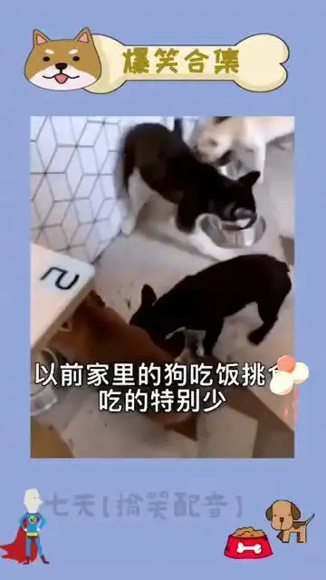  搞笑看着这个二哈的表情,我整整笑了三天