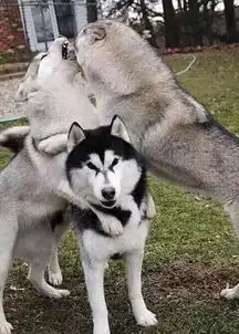  哈士奇与秋田打架表情辣眼睛,二哈打架全靠表情包,不服不行