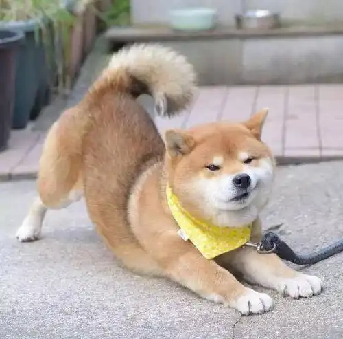  有没有一些柴犬或二哈超可爱的壁纸或头像