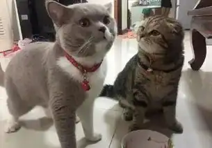 担心表情包猫咪碗里