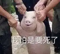 给猪洗澡表情包