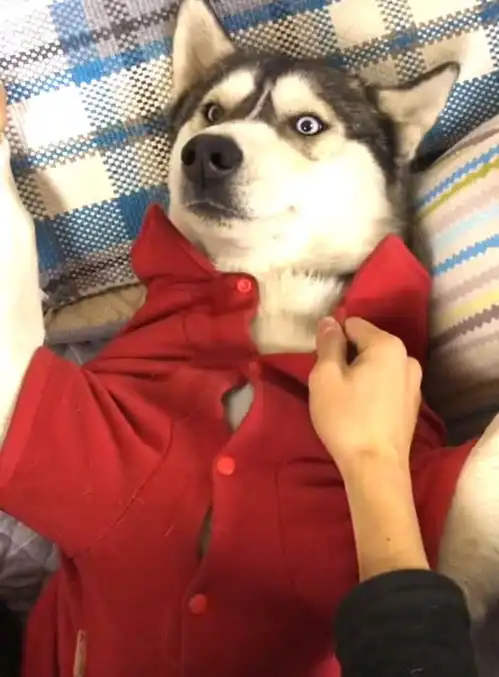  男子强行撕扯二哈的衣服,看到它的表情时,主人瞬间笑喷了