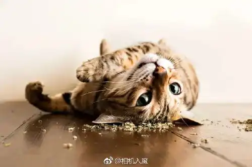  摄影师拍摄喵星人吸毒后的超high表情