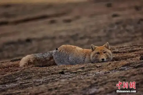  青海杂多三只藏狐晒太阳表情神似复制粘贴