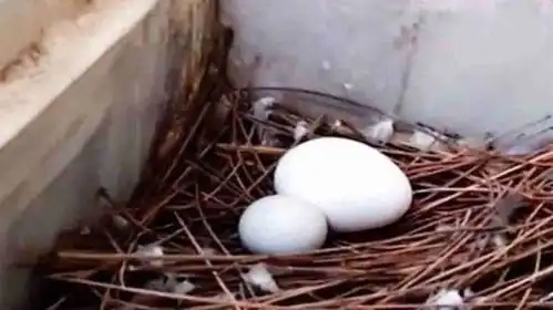  主人往鸽子窝里塞了个鸡蛋,鸽子回来后,表情真的太好笑