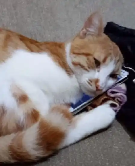  主人离世,小橘猫悲痛万分,居然做出了如此举动,全家人泪奔