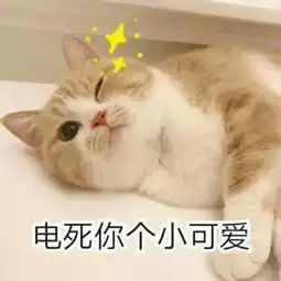  猫咪表情包电死你个小可爱