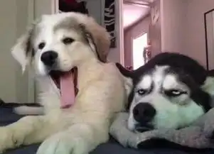  行走的表情包之二哈