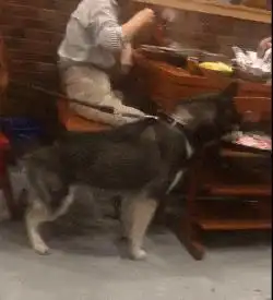 哈士奇表情包动图偷吃