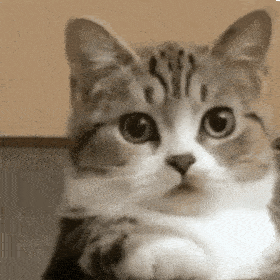  每周猫咪沙雕表情包速存