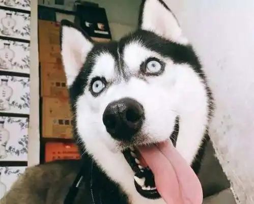  为什么狗狗每天在家,都会闹脾气拆家有七个原因