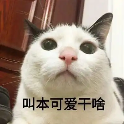 中奖表情包大全小猫咪