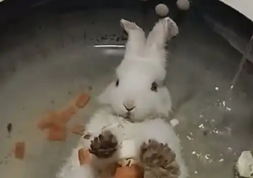 女孩恶作剧,假装把兔子放在锅里煮,兔子的表情却让全家人笑喷 女孩恶作剧,假装把兔子放在锅里煮,兔子的表情却让全家人笑喷