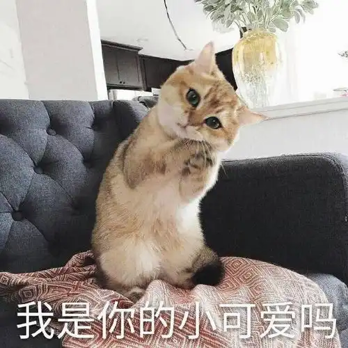  萌宠表情包今天想我几次呀
