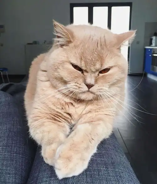  夸奖猫猫能听懂,猫通过语气和表情来判断,公猫更喜欢被人夸奖