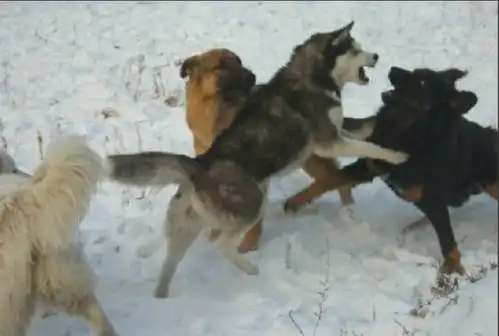  打架靠功夫no哈士奇只靠表情