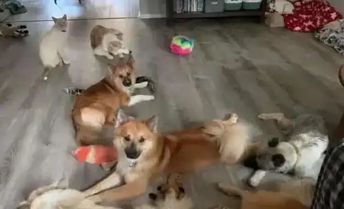  爱犬夫妇8年收养400只狗狗,家里虽然喧闹,但是充满了爱