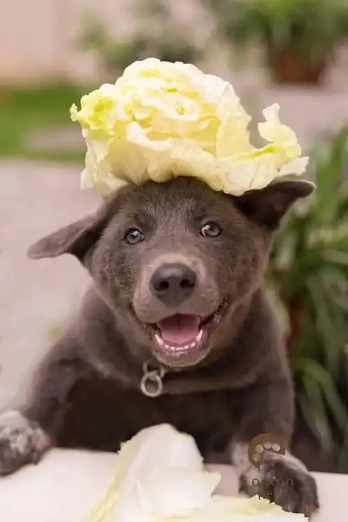  据说是蓝猫和二哈的混血宝宝...这只越南小狗凭表情包火遍全网