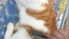  放弃表情管理的小橘猫你哪位