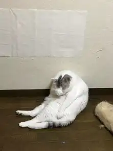  看拐哥小乖思考人生,上帝和你都会笑...