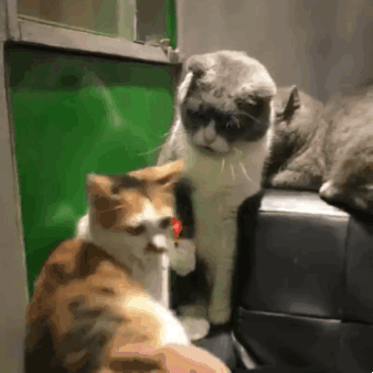  动图表情包弟弟,你真搞笑