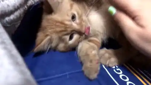  当猫咪不小心在楼上掉下来时,主人要担心死,猫咪的表情实在是太让人心疼了