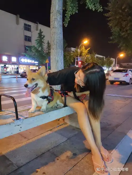  柯基有多可爱