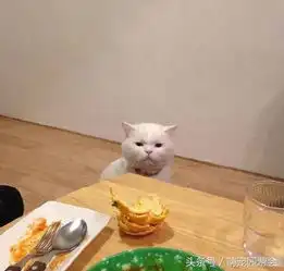 想知道这是什么品种的猫,脸很圆比较大