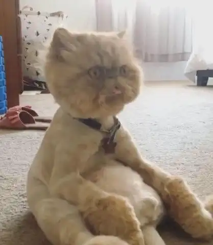  主人带猫咪去剃毛,回来后猫咪抑郁了,猫咪你就是这么爱我的