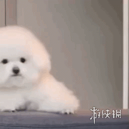 搞笑的动图表情包狗狗