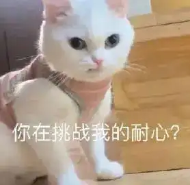  不陪我那我跟被子过丨第120期喵表情
