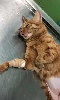  猫咪刚做完绝育,主人担心它出事,走近看清猫脸后,内心感到自责