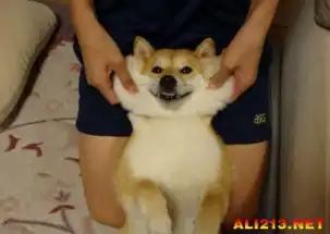 柴犬斜视表情包哈士奇