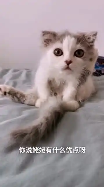 二哈懵逼的表情太搞笑了 二哈懵逼的表情太搞笑了