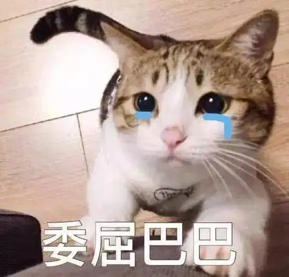 担心表情包猫咪猫猫