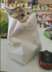  猫猫表情包猫猫能有什么坏心眼呢