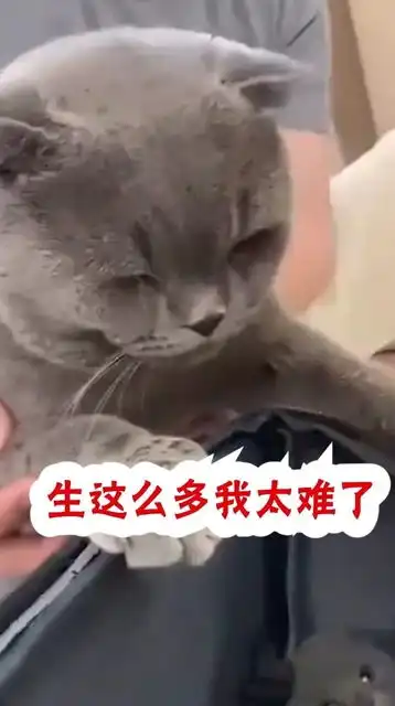  当猫妈第一眼看到孩子,这表情瞬间亮了