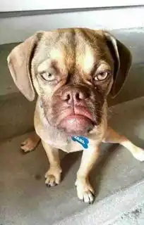 沙雕狗子表情包开心笑话